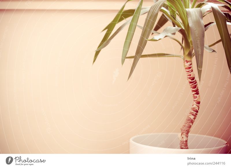 kitchen stories | tropical Plant Foliage plant Pot plant Palm tree Cupboard Kitsch Summer House location Houseplant Experimental Deserted Copy Space left