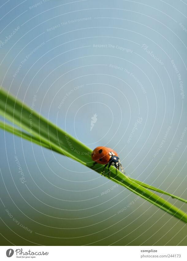 Ladybird on grass Happy Game of chance Lottery Environment Nature Plant Grass Bushes Street Blue Green Beetle Downward Point Colour photo Exterior shot