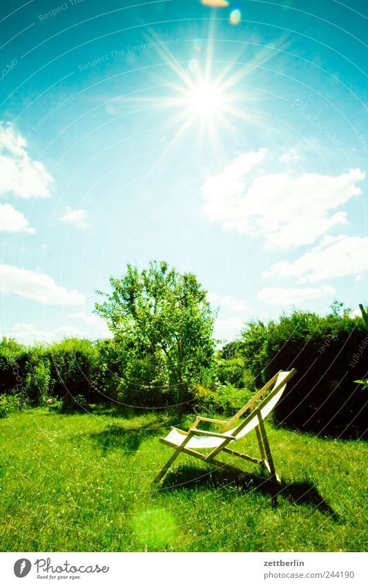 summer Nature Landscape Plant Sky Sun Summer Climate Weather Beautiful weather Tree Garden Meadow Relaxation Happy Contentment Optimism June Garden allotments