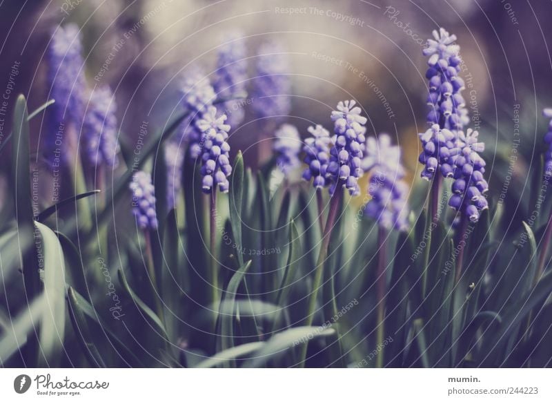 muscari. Nature Plant Muscari Garden Green Violet Colour photo Exterior shot Close-up Copy Space top Day Shallow depth of field Central perspective