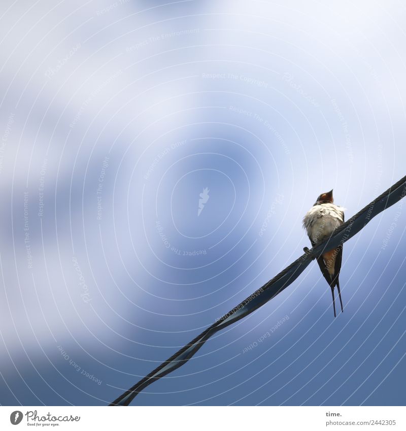 UT Dresden | Boatboy Technology Energy industry Steel cable Animal Wild animal Bird Swallow Observe Discover Looking Sit Small Natural Endurance Unwavering