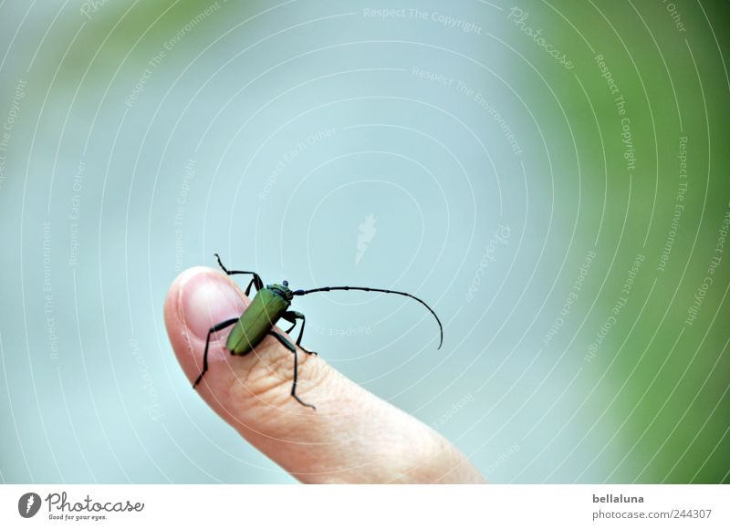 Musk buck on Fotolines finger Human being Androgynous Adults Fingers 1 Nature Summer Garden Park Field Animal Wild animal Beetle Sit Insect Musk beetle Green