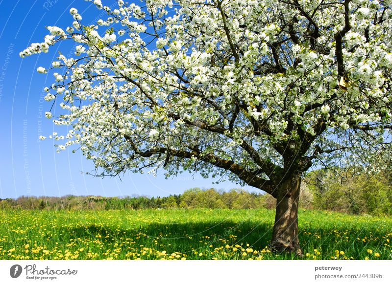 Blossoming tree in spring on rural meadow Nature Plant Spring Beautiful weather Tree Flower Grass Field Jump Happiness Blue Brown Yellow Green White