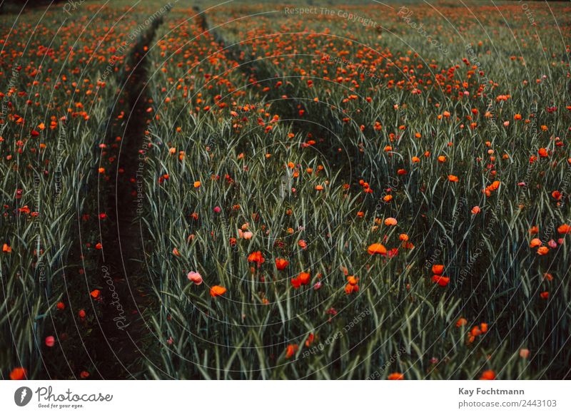 Field full of poppies Trip Summer Summer vacation Nature Landscape Plant Beautiful weather Warmth Flower Poppy blossom Corn poppy Discover Relaxation