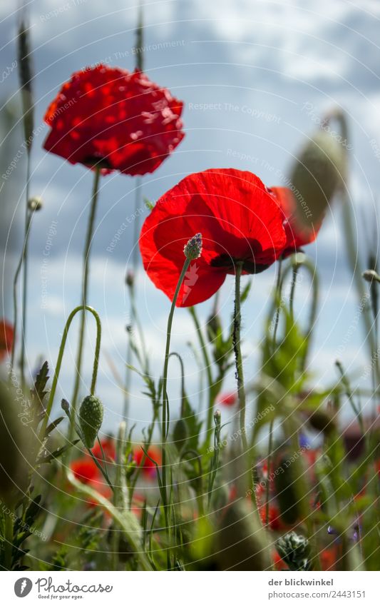 Poppy! Nature Plant Grass Poppy blossom Touch Free Fresh Happy Happiness poppy flower Meadow country Colour photo Exterior shot Detail Day Worm's-eye view