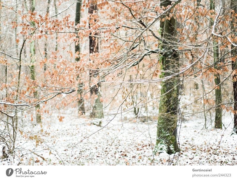 winter forest Environment Nature Landscape Winter Ice Frost Snow Tree Forest Cold Winter forest Winter mood Winter's day Snow layer Branch Leaf Romance