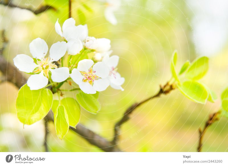 Blossom pear tree with white flowers Beautiful Garden Environment Nature Spring Tree Flower Leaf Bright Natural New Soft Blue Yellow Green White Colour