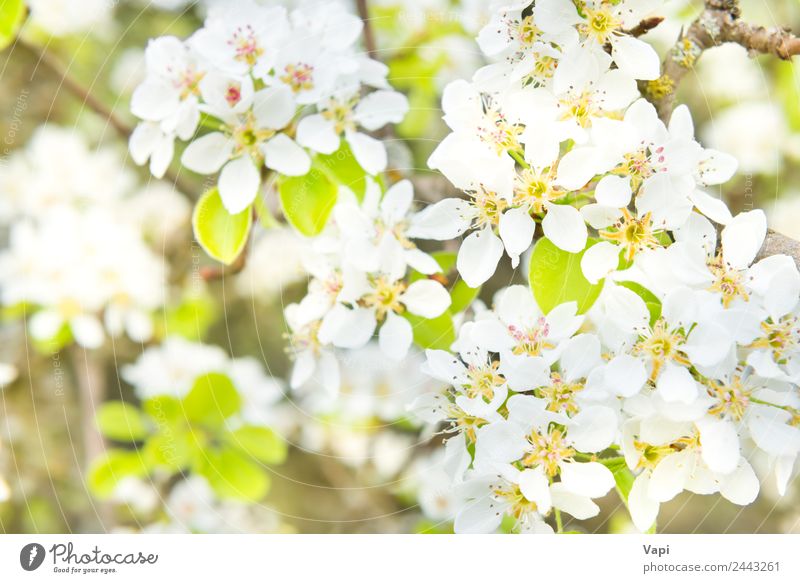 Blossom pear tree in white flowers Beautiful Garden Environment Nature Spring Tree Flower Leaf Bright Natural New Soft Blue Yellow Green White Colour background