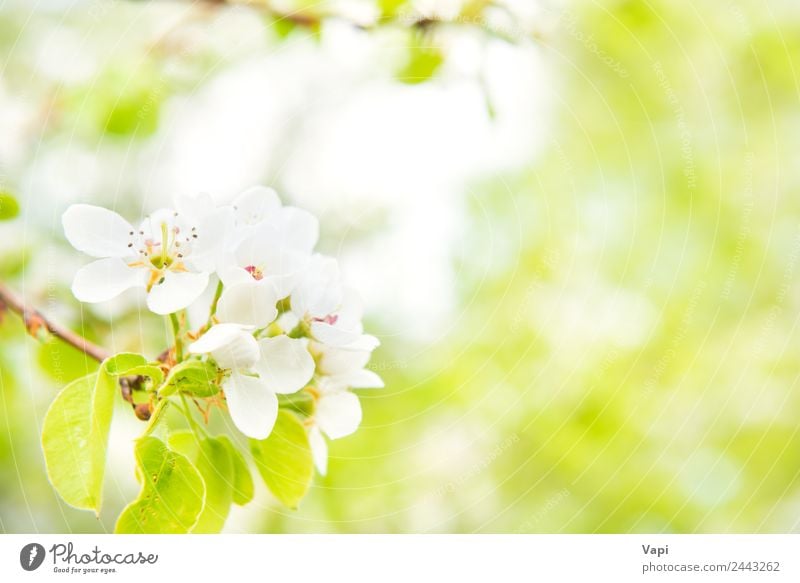 Blossom pear tree in white flowers Beautiful Summer Garden Environment Nature Spring Tree Flower Leaf Bright Natural New Soft Blue Yellow Green White Colour