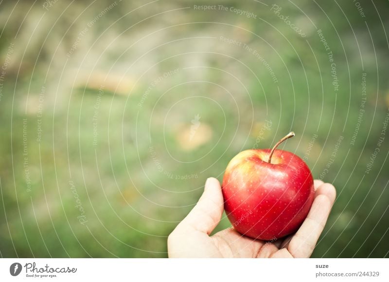aha effect Food Fruit Apple Nutrition Breakfast Picnic Organic produce Vegetarian diet Diet Hand Autumn Meadow To hold on Green Red Awareness Tree of knowledge