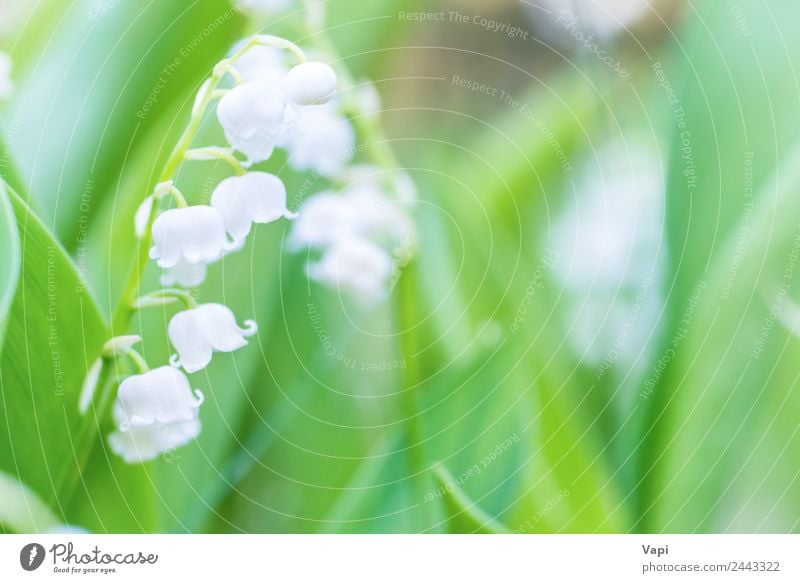 Wild white flowers lily of the valley Beautiful Fragrance Sun Garden Environment Nature Landscape Plant Sunlight Spring Summer Flower Grass Leaf Blossom Meadow