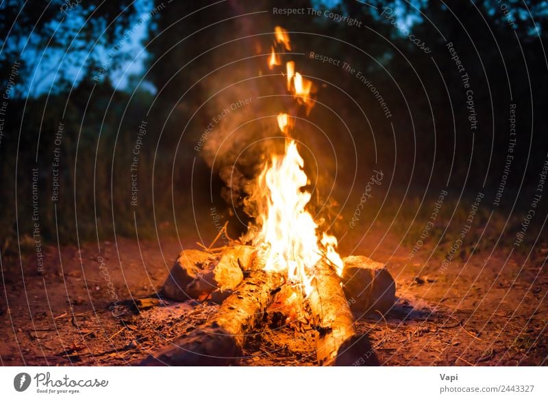 Bonfire in forest Joy Leisure and hobbies Vacation & Travel Tourism Trip Adventure Expedition Camping Summer Feasts & Celebrations Nature Landscape Fire Water