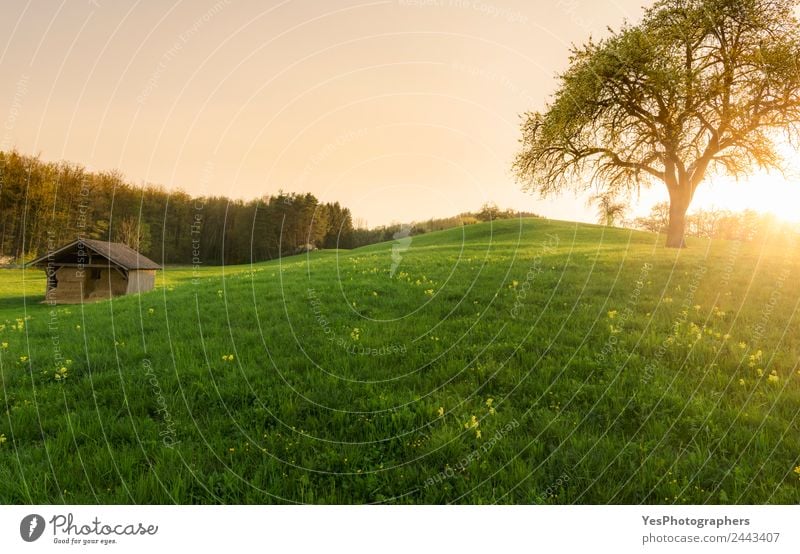 Sunset over a barn and spring meadow Beautiful Tourism Summer Nature Landscape Grass Meadow Forest Hill Optimism Loneliness Idyll Germany Atmosphere big tree