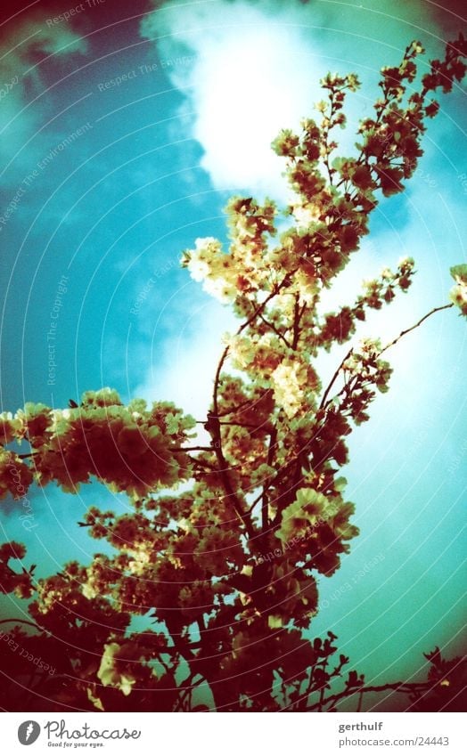 green tree Blossoming Green Yellow Clouds Branch Blue sky x-processed Cross processing False coloured looking up Above