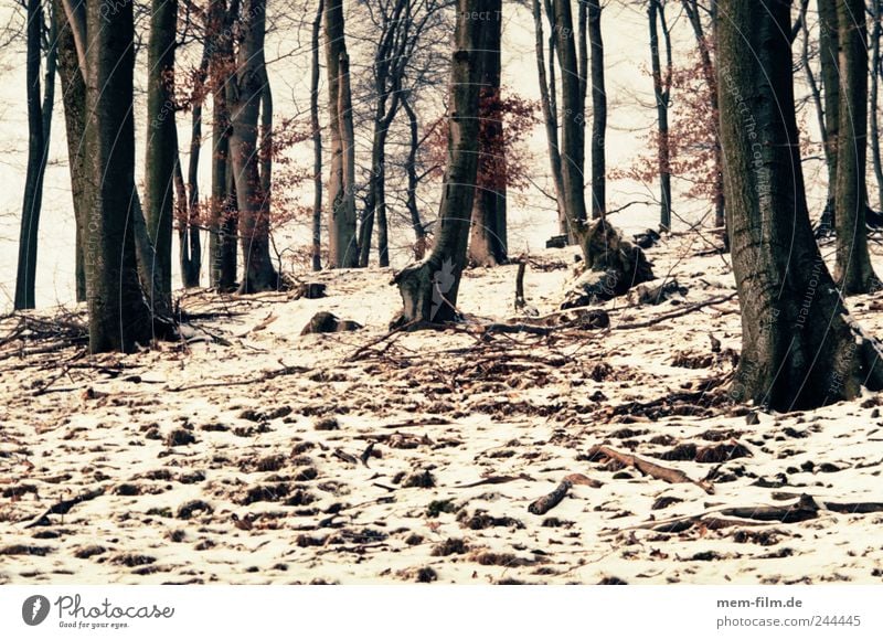 winter forest Forest Winter Snow Beech tree Mixed forest Hill Brown White Tree trunk Firewood Woodground