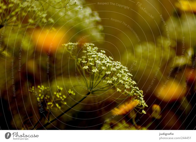 meadow Environment Nature Plant Blossom Wild plant Garden Meadow Growth Natural Moody Summer Colour photo Exterior shot Close-up Deserted Day Blur
