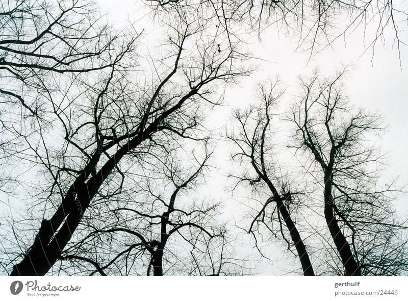 A few trees Forest Black Winter White Gray Cold Fog Bird Tree Branch Upward Tree trunk ramified Structures and shapes