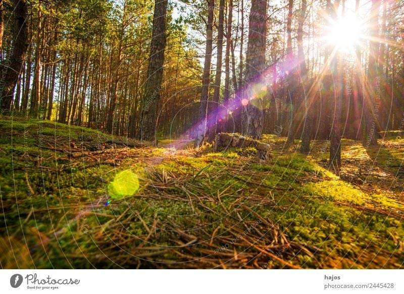 Pine forest against the light Nature Sun Sunlight Spring Tree Moss Forest Beautiful Background picture Back-light Sunbeam Reflection pines Wild Bright