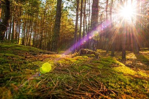 Pine forest against the light Nature Sun Sunlight Spring Tree Moss Forest Beautiful Background picture Back-light Sunbeam Reflection pines Wild Bright