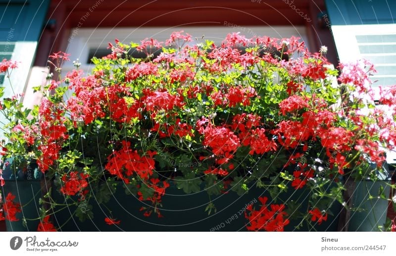 Window with flowers Sunlight Summer Beautiful weather Flower Balcony plant Geranium House (Residential Structure) Blossoming Fragrance Faded Fresh Hot Red