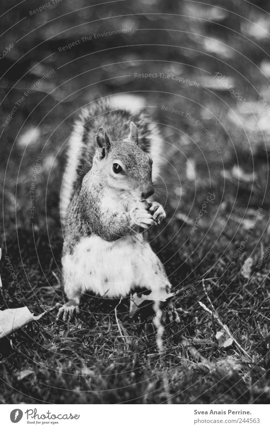 grey squirrels. Park Meadow Animal Wild animal Squirrel 1 Black & white photo Exterior shot Deserted Animal portrait