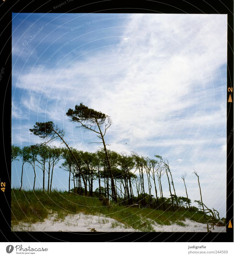 western beach Environment Nature Landscape Plant Sky Clouds Climate Wind Tree Forest Coast Baltic Sea Darss Western Beach Cold Natural Wild Blue Wind cripple