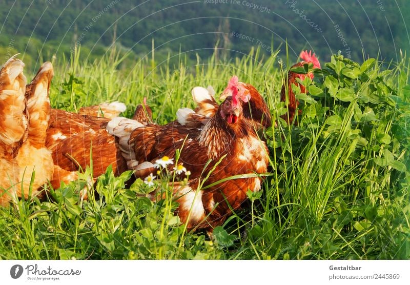 Chickens on meadow. Food Meat Soup Stew Nature Animal Pet Farm animal Grand piano Barn fowl Group of animals Observe Healthy Happy Juicy Brown Green Contentment