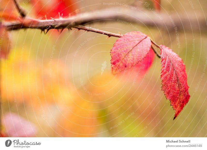 red leaves Environment Nature Plant Autumn Leaf Simple Friendliness Beautiful Natural Red dreamily Colour photo Multicoloured Exterior shot Close-up Detail