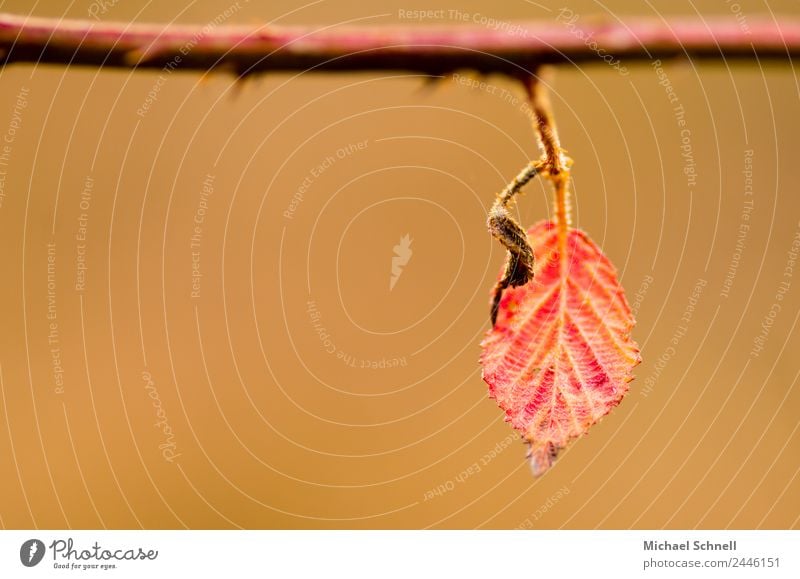 Red leaf Environment Nature Plant Autumn Leaf Hang Simple Natural Power Beautiful Loneliness Calm Exterior shot Close-up Detail Deserted Copy Space left