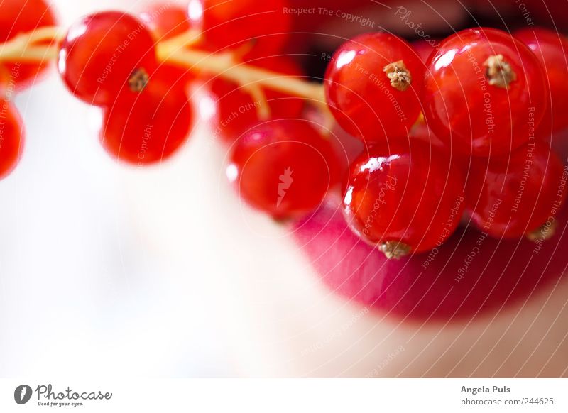 Jo, I love to eat you. Food Fruit Redcurrant Lips Feeding White Colour photo Macro (Extreme close-up)