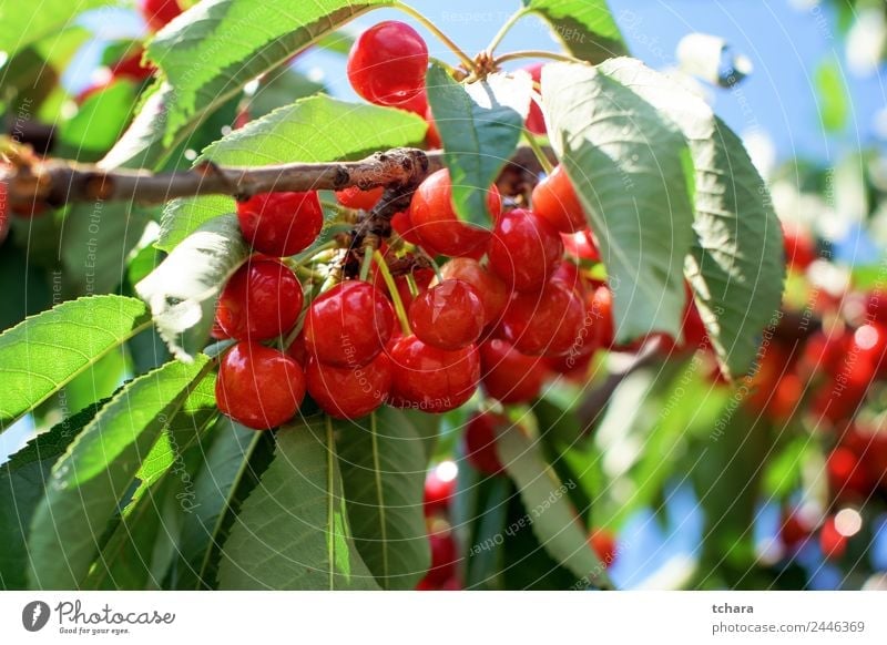 Cherries on a tree Fruit Dessert Eating Beautiful Summer Garden Nature Landscape Plant Climate Tree Leaf Growth Fresh Delicious Juicy Green Red Colour Cherry