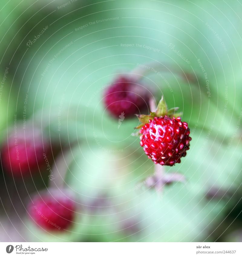 wild berries Fruit Nature Summer Plant Wild plant Strawberry wild strawberries Fresh Small Delicious Natural Juicy Green Red Vitamin Fruit flesh Seed Round