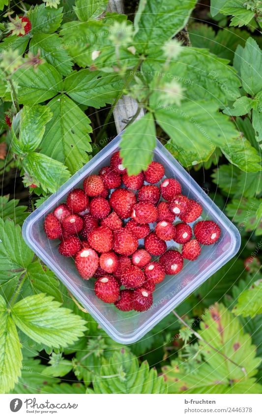 Collect forest strawberries Fruit Healthy Summer Plant Agricultural crop Garden Forest Fresh Small Natural Round Green Red Wild strawberry Strawberry Harvest