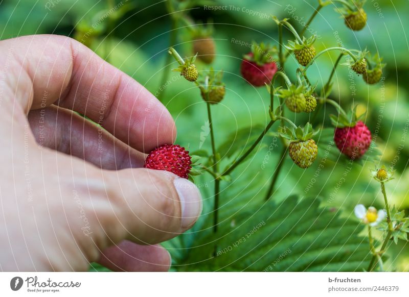 Picking wild strawberries Food Fruit Man Adults Hand Fingers Summer To hold on Wild strawberry Berries Candy Mature Harvest Tasty Colour photo Exterior shot