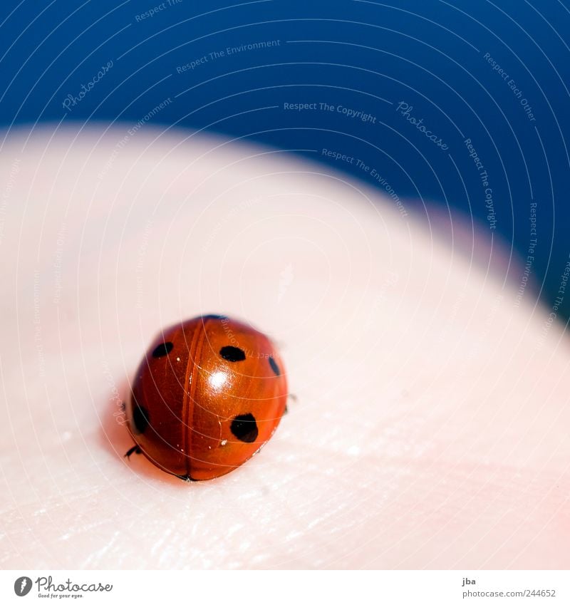 ladybugs Contentment Skin Nature Animal Water Spring Wild animal Ladybird heavenly 1 Crawl Vacation & Travel Esthetic Small Near Natural Cute Round Red Spotted