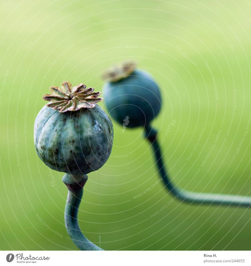 dialogue Nature Plant Poppy Poppy capsule Natural Green Transience Colour photo Exterior shot Deserted Shallow depth of field