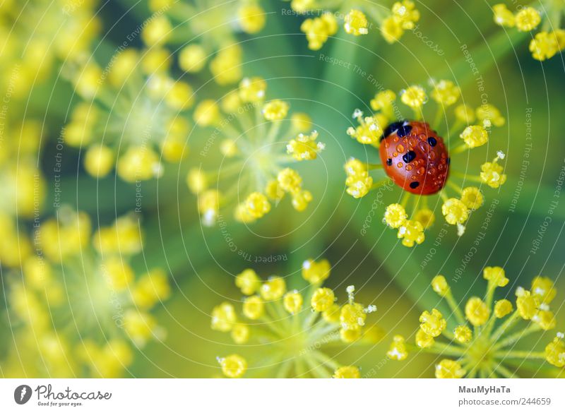 Ladybug Nature Plant Water Drops of water Sunrise Sunset Summer Flower Grass Leaf Blossom Garden Field 1 Animal Authentic Free Good Beautiful Small Natural