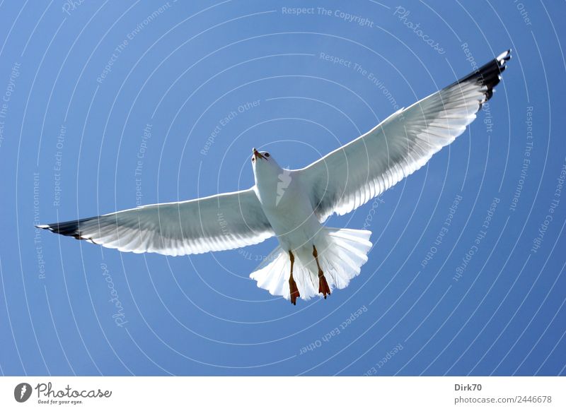 Spread your wings - Seagull in flight Nature Cloudless sky Sunlight Spring Beautiful weather Warmth Istanbul Turkey Animal Wild animal Bird White-headed Gull