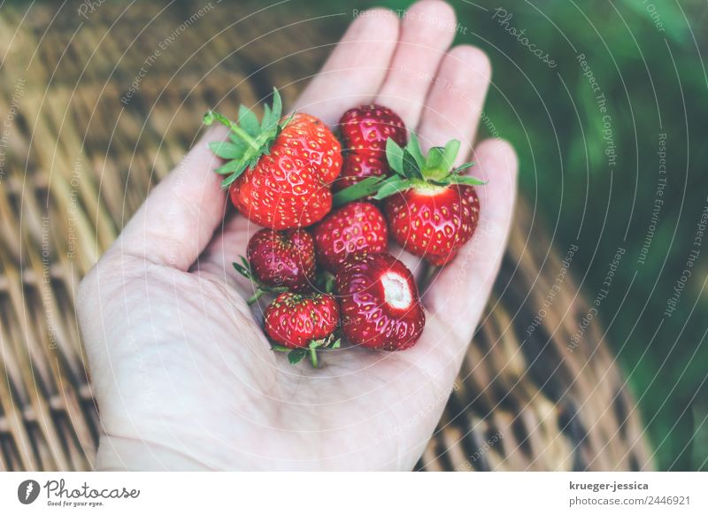Delicious strawberries Fruit Strawberry Garden Woman Adults Plant Spring Leisure and hobbies Joy Happy Gardening Colour photo