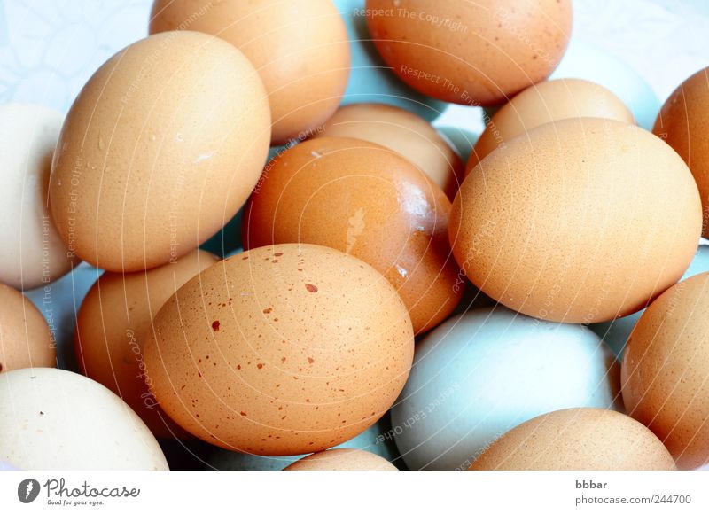 Eggs Food Nutrition Breakfast Cook Nature Animal Farm animal Packaging Fresh Brown White dozen box Ingredients closeup Protein Background picture Eggshell raw