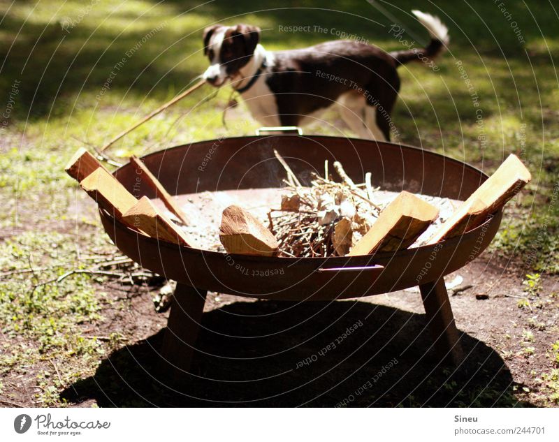 Schröder wants to make fire Joy Fire Summer Beautiful weather Branch Meadow Pet Dog Crossbreed 1 Animal Fireplace itinerant Happy Happiness Diligent