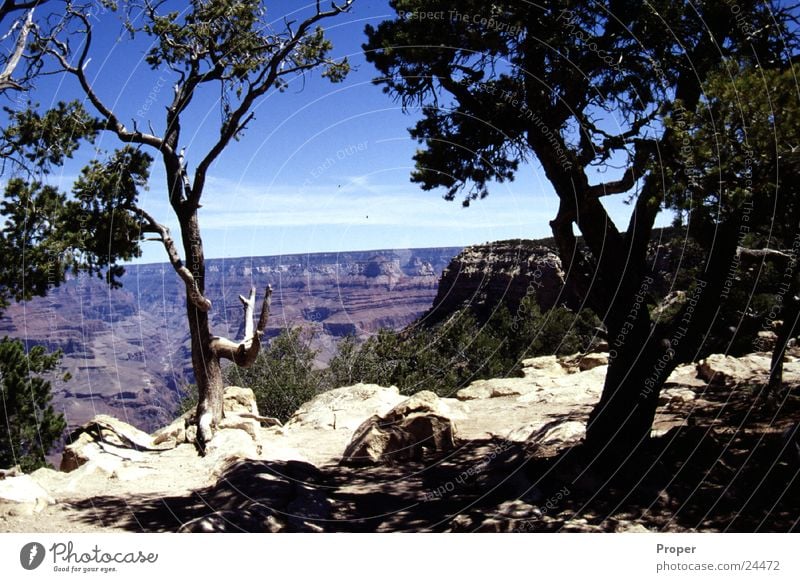 The Canyon Grand Canyon Arizona Tree USA Miracle of Nature Natural phenomenon National Park