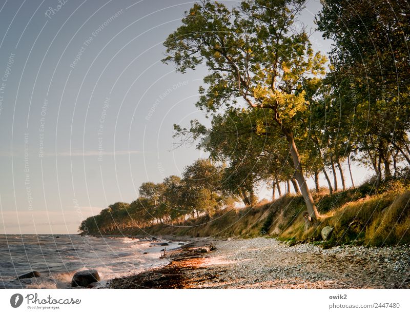 Leaning coast Environment Nature Landscape Plant Water Cloudless sky Horizon Beautiful weather Wind Tree Bushes Coast Baltic Sea Island Fehmarn Stand Growth