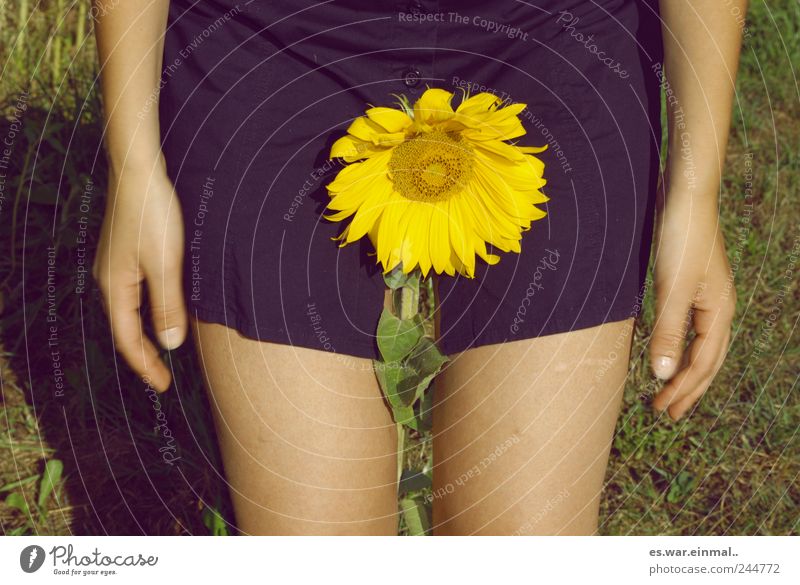 give it some water. Feminine Flower Sunflower Faded To dry up Beautiful Vanilla sex Blossom Cast Colloquial speech Gender Colour photo Exterior shot