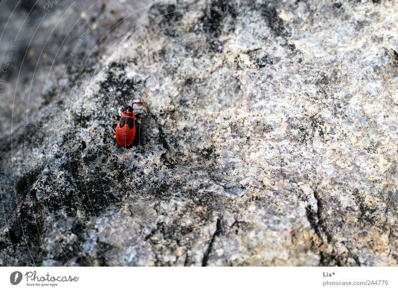 red bug sits on wall Animal Beetle 1 Crawl Sit Small Gray Red Loneliness Doomed Places Diminutive Stone Bug Rough Colour photo Close-up Detail on one's own