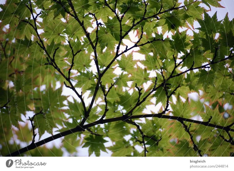 leaf canopy Nature Sun Summer Beautiful weather Leaf Bright Green Twigs and branches Colour photo Exterior shot Deserted Light
