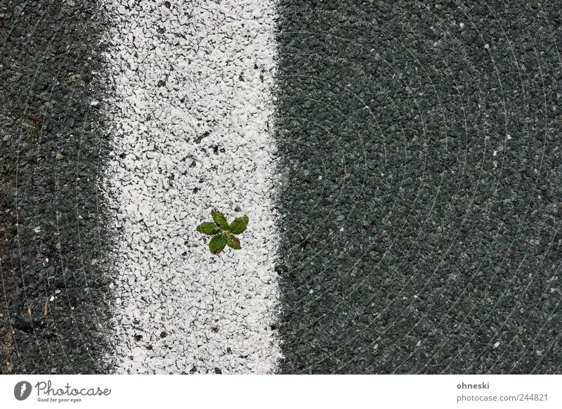 Life is hard (extended version) Plant Leaf Foliage plant Street Traffic lane Lane markings Tar Line Gray White Bravery Optimism Power Willpower Survive Growth
