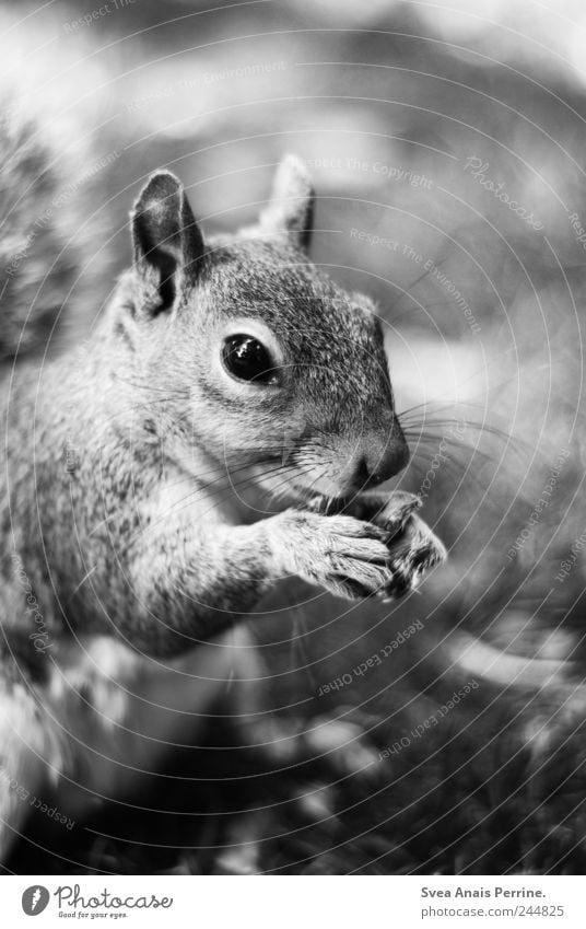 tame. Beautiful weather Park Meadow Animal Wild animal Pelt Claw Squirrel 1 To enjoy Black & white photo Exterior shot Animal portrait Looking into the camera