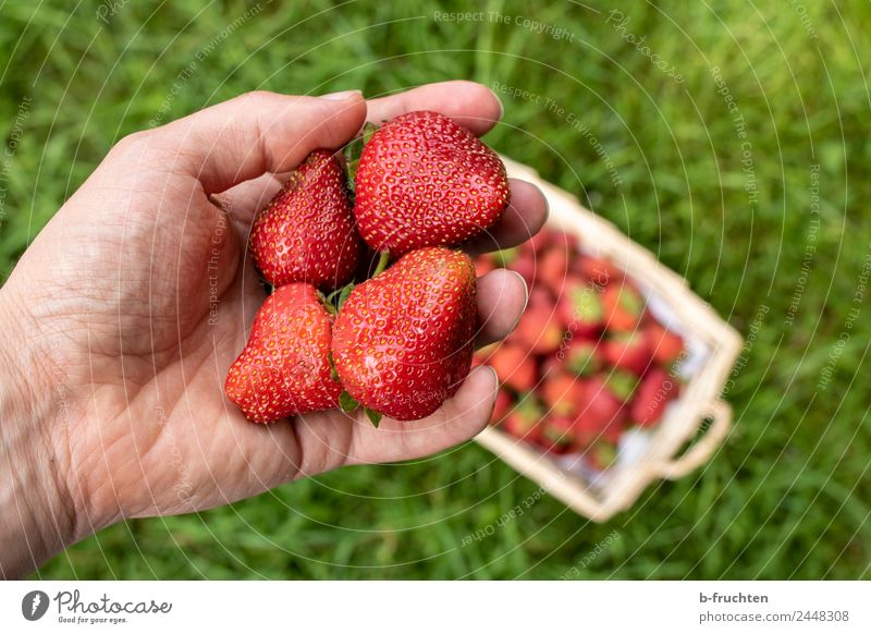strawberry season Food Fruit Organic produce Healthy Agriculture Forestry Man Adults Hand Fingers Grass Select To hold on Fresh Red To enjoy Nature Strawberry