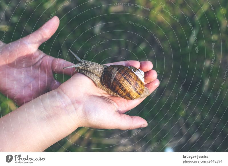 Small hands, big snail Toddler Hand Fingers 3 - 8 years Child Infancy Snail Crawl Respect Nature Vineyard snail Colour photo Exterior shot Copy Space right